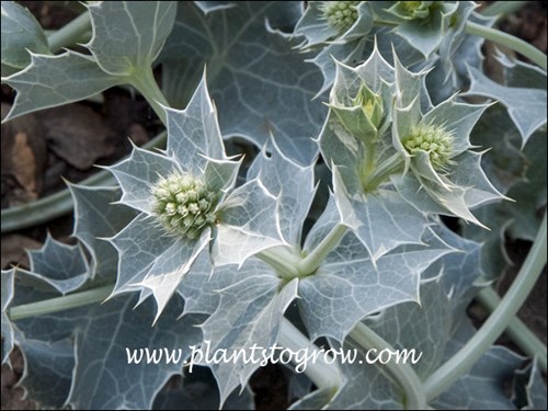 Combining the bluish color and the white venation makes the foliage very showy.